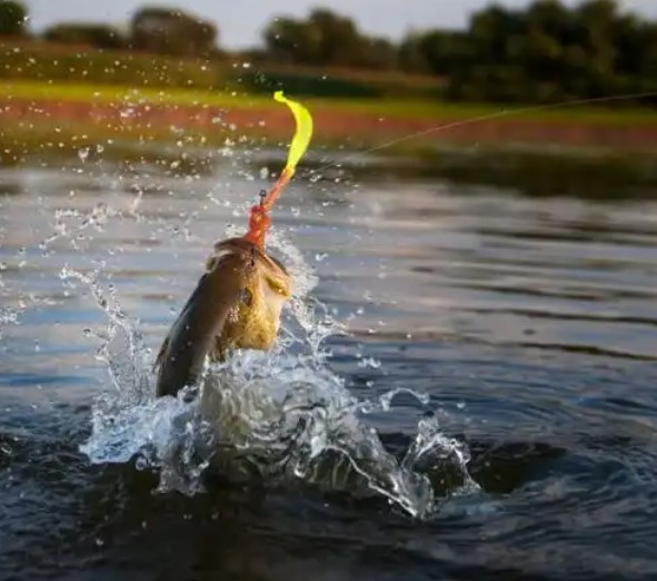 Selecting the Ideal Rod Length for Bass Fishing Success